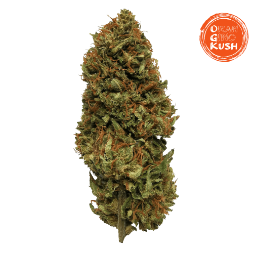 Oran Gino Kush CBD (30g)