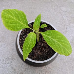 Salvia Divinorum plant